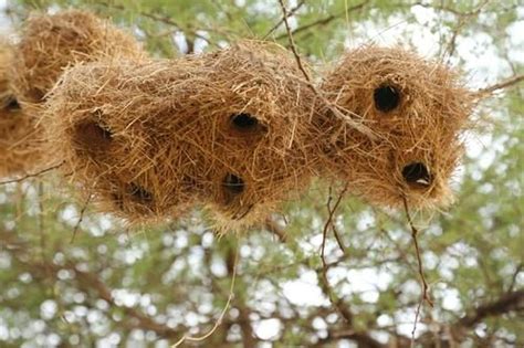 金菠蘿風水 鳥築巢怎麼辦